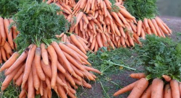 Kdy odstranit mrkev ze zahrady na uskladnění